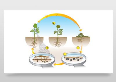 Plan Schematic Illustration